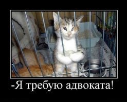 Образ кошки в демотиваторах