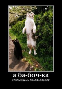 Образ кошки в демотиваторах