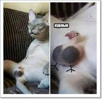 Образ кошки в демотиваторах