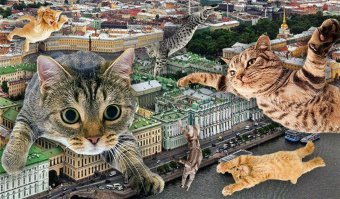 Просто весна, просто Питерские котики прилетели :)