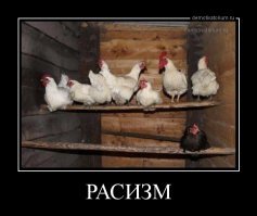 Куры породы аям чемани