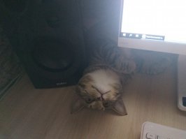 Ну не знаю, у меня кот тоже очень чувственный.  Спать приходит ко мне, ложиться под бочек, мурлычит, иду на кухню он за мной хвостиком, сажусь на диван он мне на коленки ложиться и лежит, кто бы не пришел домой, как только хлопнет дверь сразу бежит встречать, падает вверх животом и чтобы его приласкали, если хочет поиграть то притаится за дверью и когда идешь мимо то нападает на тебя лапками ))...взяли с улицы, без породы...