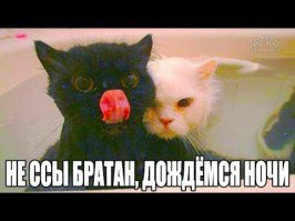 Образ кошки в демотиваторах