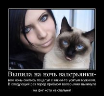 Образ кошки в демотиваторах