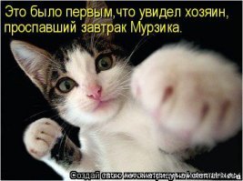 Образ кошки в демотиваторах