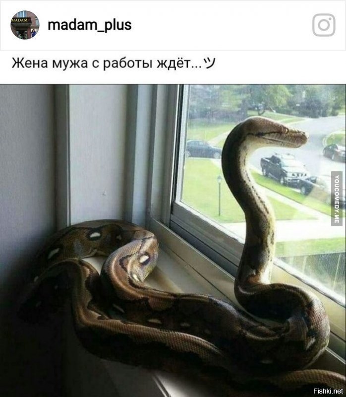 красивая змея