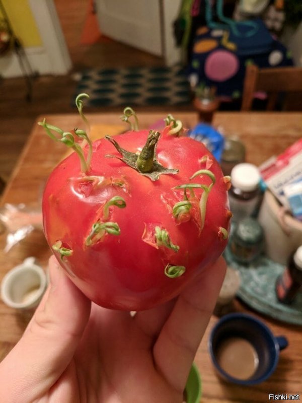 Все", больше томатины не ем