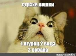 Да и воду не очень любят то !)))