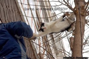 Подборка фото котов, которые плевать хотели на птичьи права