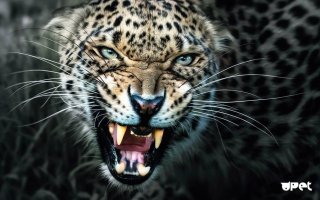 скорее снежный барс