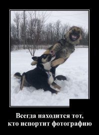 Образ собаки в демотиваторах