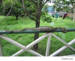 найди кота на фото