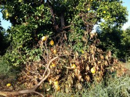 Недавно увидел сломанную ветку апельсинного дерева, на которой апельсины продолжили расти. И даже выглядели более спелыми!