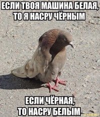 Какой вылетаю? Ясно написано "Голуби вышли на борьбу".