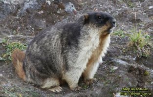 Иглистая мышь----тарбаган. p.s. фотки в пост можно было и добавить.:)