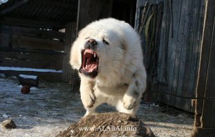 25 "злых" охранников которых никто не боится 