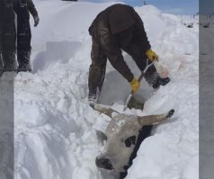 Если все засыпало снегом - как они узнали, где именно копать и как смогли туда добраться?

Хотя по остальным фото становится понятно, что снег только вот тут, а совсем рядом даже траву не замело.