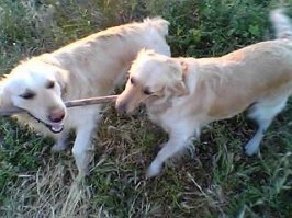 Хороших веток мало. На всех не хватает.