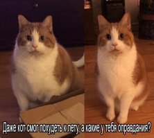 у него лапки и он не может открыть холодильник