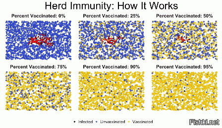 Как работает коллективный иммунитет. Желтые точки - привитые, синие соответственно не привитые.