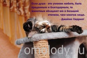 Очаровательные детёныши животных, которые вызовут улыбку