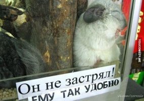 Смешные эпитафии