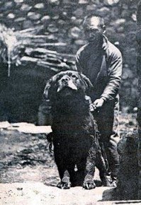 17 снимков тибетских мастифов, в которых 60 килограммов шерсти, любви и очарования