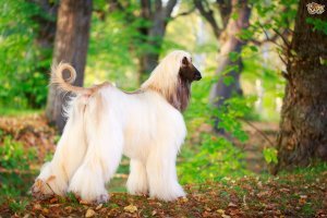 Нет, это хороший хозяин. о этой собаки длинная шерсть, на шее, буквально, грива. На лапах защита от реагентов, без таких сапожек у собак химические ожоги на лапах. Я уже давно не вижу диких собак в Москве. Видимо все передохли от реагентов, им даже попить негде, любая лужа - яд.