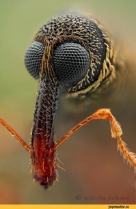 15 фотографий, который вызовут самый нерациональный страх в мире