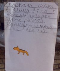 Детское объявление о пропаже собаки растрогало новосибирцев до слез