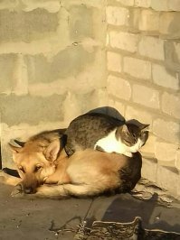 Прикольные и смешные картинки