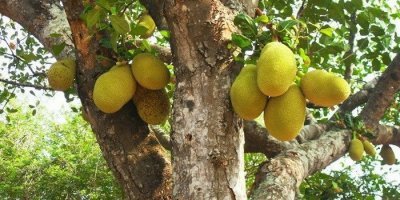 Подумаешь, я когда в детстве слышал по тв про хлебное дерево всегда представлял, что на нем батоны и булочки растут.