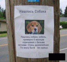 Детское объявление о пропаже собаки растрогало новосибирцев до слез