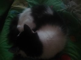 Моя тоже сама ко мне пришла. Как просочилась - не знаю. Но уже 17 лет со мной. И сейчас на мне спит.