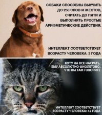 Прикольные и смешные картинки