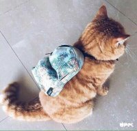 Прикольные и смешные картинки