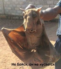 20 мерзких фотографий, глядя на которые хочется сказать природе: «Что ты делаешь, ахаха, прекрати!»