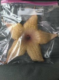Стапелия (Stapelia gigantea)