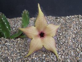 Стапелия (Stapelia gigantea)