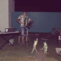 18 котов, которые плевать хотели на законы физики