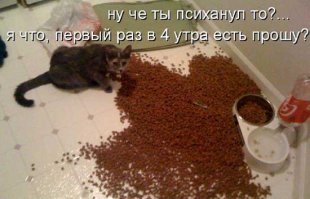 Прикольные и смешные картинки
