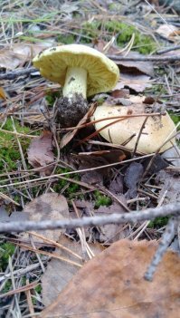 Вот и мои ведьмины поганки)