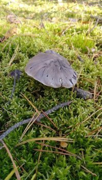 Вот и мои ведьмины поганки)