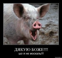 Прикольные и смешные картинки
