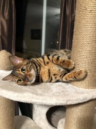 Образ кошки в демотиваторах