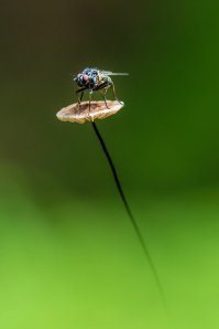 Это съедобный, чесночник называется. Пригоршню кидаешь в жарящуюся картошечку. 
М-м-м-м объеденье...