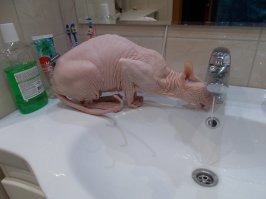 Прикольные и смешные картинки