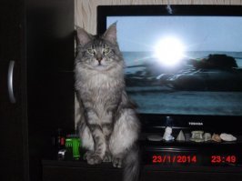 Кот - лучший охранник!