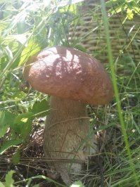 Лучшие трофеи с грибной фотоохоты