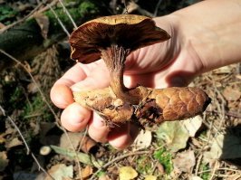 Всегда пожалуйста! Пару бонусов специально для Вас! ;)